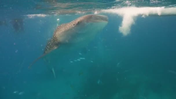 Tubarão-baleia no oceano . — Vídeo de Stock