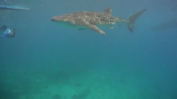 Tiburón ballena en el océano . — Vídeo de stock