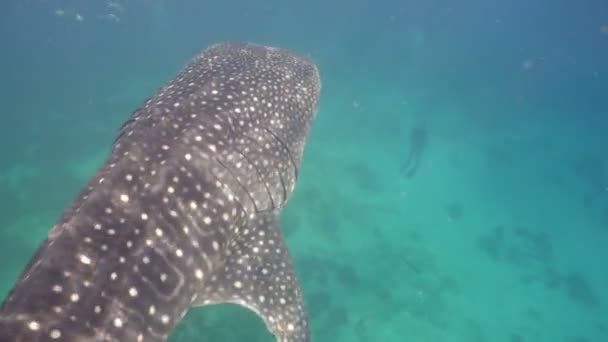 Tiburón ballena en el océano . — Vídeo de stock