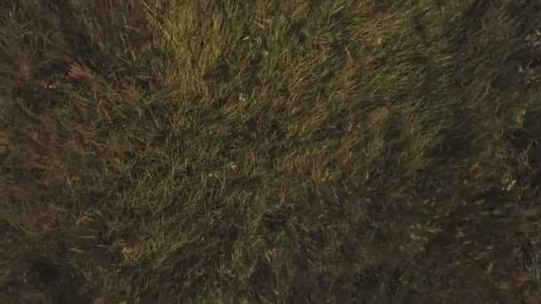 Luchtfoto groene veld. — Stockvideo