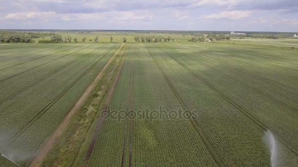 Vue aérienne : Machine d'irrigation dans un champ de pommes de terre — Video