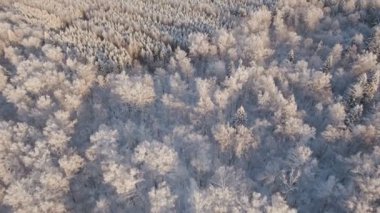 Ormanlı kış manzarası.