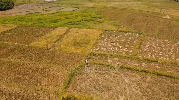Aerial view of a rice field. Philippines — Stock Video