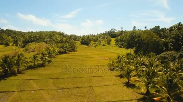 Luftaufnahme eines Reisfeldes. philippinen, siargao. — Stockvideo