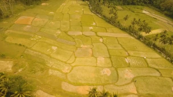 Εναέρια άποψη του ενός τομέα του ρυζιού. Φιλιππίνες — Αρχείο Βίντεο