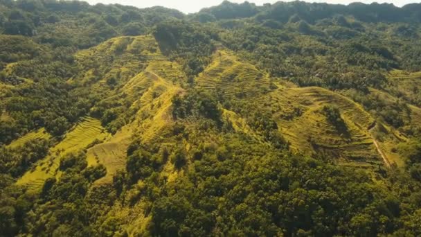 Bergen met regenwoud. Filippijnen-Bohol eiland. — Stockvideo