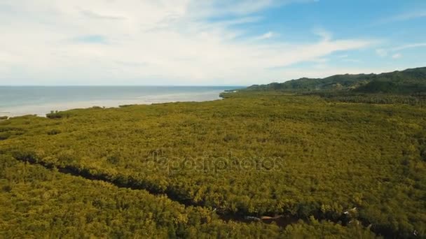 Forêt de mangroves en Asie. Philippines Bohol île .