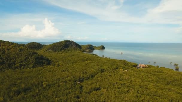 Mangroveskog i Asien. Filippinerna Bohol island. — Stockvideo