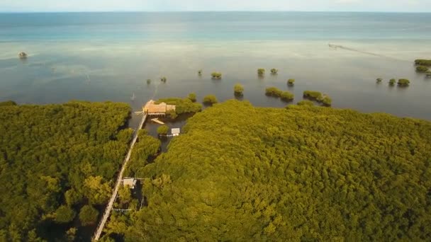 Mangrovebos in Azië. Filippijnen-Bohol eiland. — Stockvideo