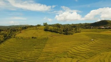Bir pirinç alan hava görünümünü. Filipinler, Bohol.