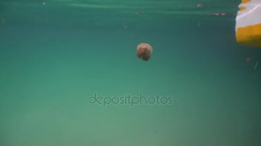 Büyük denizanası suyun içinde. Buckalar Grande Adası, Sohoton Cove. Filipinler.