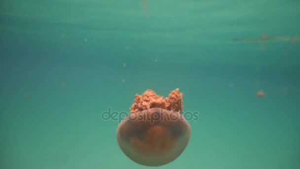 물에서 큰 해파리입니다. 부 카스 그란데 섬, Sohoton 코브입니다. 필리핀. — 비디오