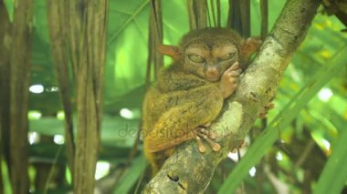 Komik Filipinli tarsier Tarsius syrichta. Bohol Filipinleri