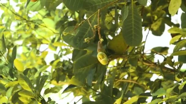 Ореховое дерево Кешью выращивает орехи. Бусуанга, Палаван, Филиппины . — стоковое видео