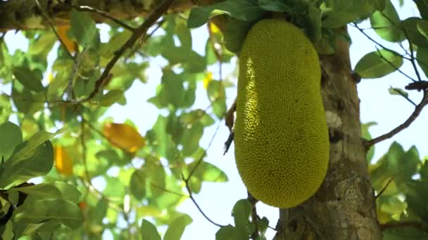 Jackfrucht auf dem Baum. — Stockvideo