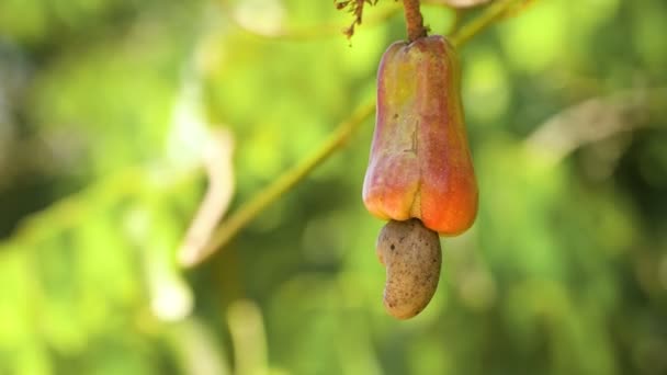 Nut Tree växer cashewnötter. Busuanga, Palawan, Filippinerna. — Stockvideo