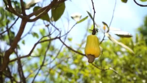 Ореховое дерево Кешью выращивает орехи. Бусуанга, Палаван, Филиппины . — стоковое видео