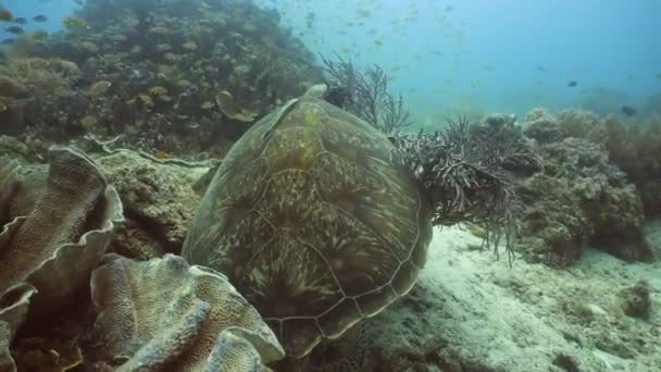 Tortue de mer sous l'eau . — Video