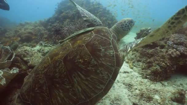 Zeeschildpad onder Water. — Stockvideo