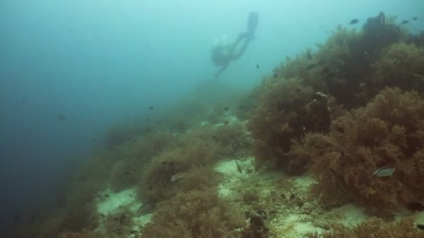 Scuba Diver underwater. — Stock Video