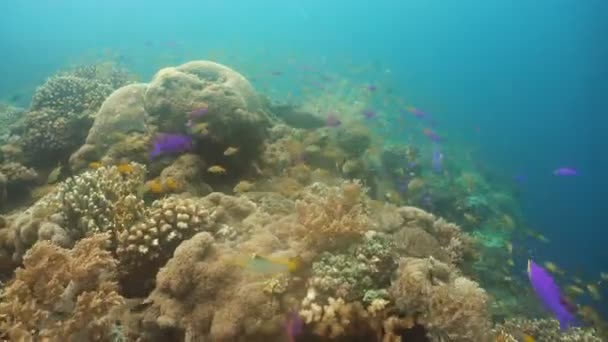 Arrecife de coral y peces tropicales. Filipinas — Vídeo de stock