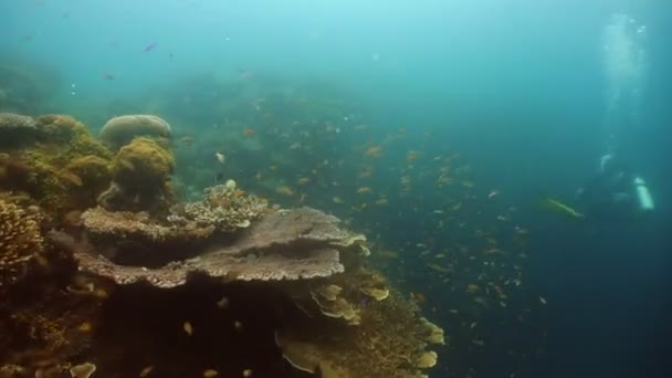 Arrecife de coral y peces tropicales. Filipinas — Vídeo de stock