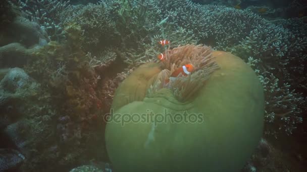 ปลาตัวตลก Anemone ปลาใน Anemone . — วีดีโอสต็อก