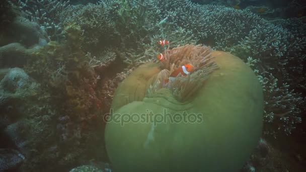 Bohóchal Anemonefish, anemone. — Stock videók