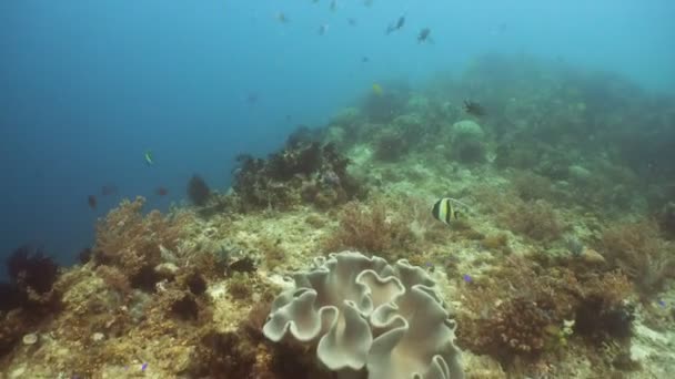 Arrecife de coral y peces tropicales. Filipinas — Vídeo de stock