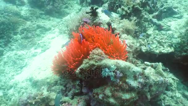 Clownfish Anemonefish in anemone. — Stock Video