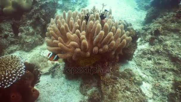 Clownfish Anemonefish w Anemon. — Wideo stockowe