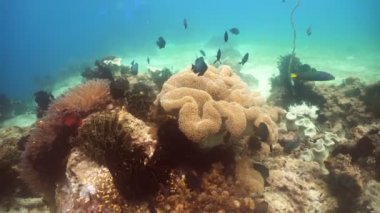 Mercan ve tropikal balık. Filipinler