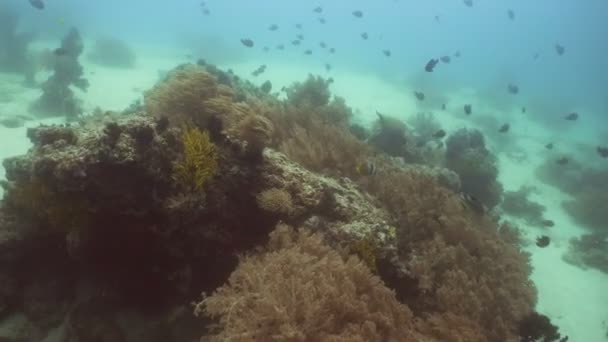 Karang karang dan tropis fish.Philippines — Stok Video