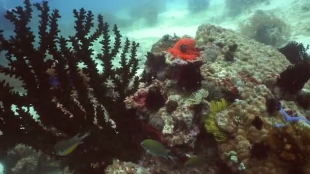 Recifes de corais e peixes tropicais Filipinas — Vídeo de Stock