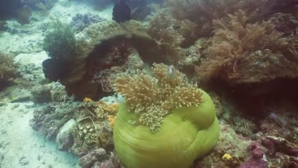 Clownfish Anemonefish in anemone. — Stockvideo