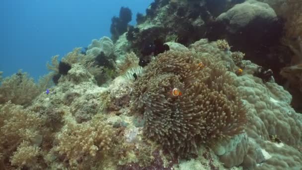 Recifes de corais e peixes tropicais Filipinas — Vídeo de Stock