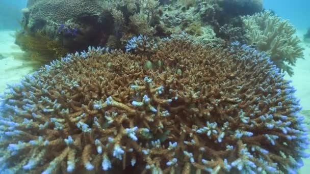 Arrecife de coral y peces tropicales. Filipinas — Vídeos de Stock