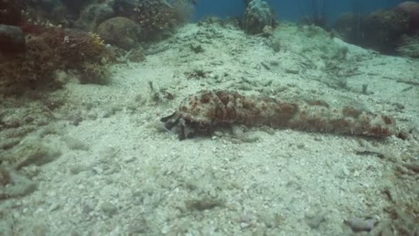 Sea cucumber under water. — Stock Video