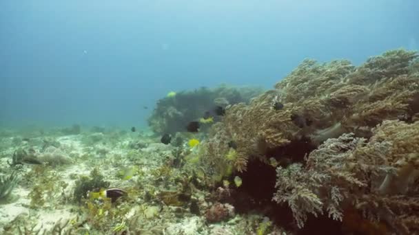 Recifes de corais e peixes tropicais Filipinas — Vídeo de Stock