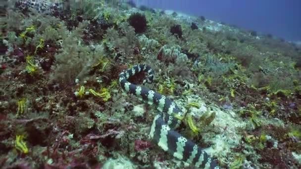 Banded Sea Snake. — Stock Video