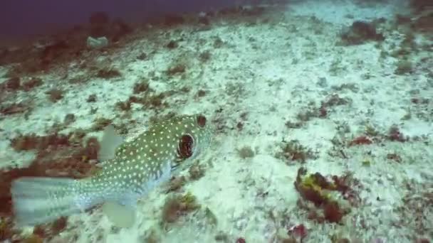 Koraalrif en tropische vissen. Filippijnen — Stockvideo