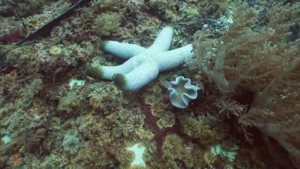 Starfish on coral. — Stock Video