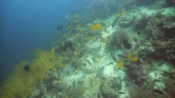 Arrecife de coral y peces tropicales. Filipinas — Vídeos de Stock