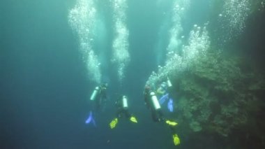 Skuba dalgıçları suyun altında.