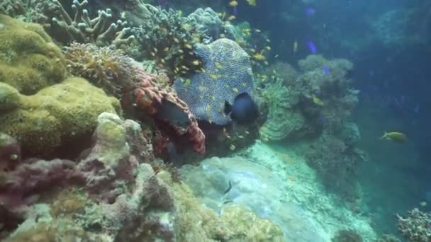 Arrecife de coral y peces tropicales. Filipinas — Vídeo de stock