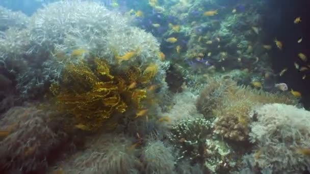 Recifes de corais e peixes tropicais Filipinas — Vídeo de Stock