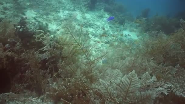 Arrecife de coral y peces tropicales. Filipinas — Vídeo de stock