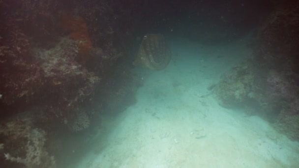 Sébaste sous l'eau . — Video