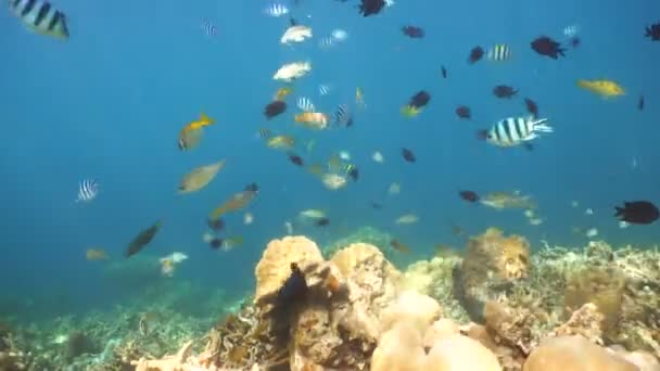 Arrecife de coral y peces tropicales. Filipinas — Vídeos de Stock