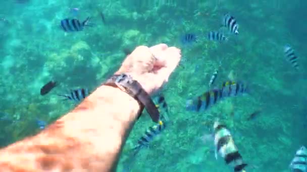 Korallenriffe und tropische Fische. Philippinen — Stockvideo